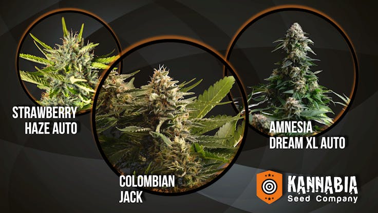 Our trio of aces: the best strains to try for a complete Kannabia experience