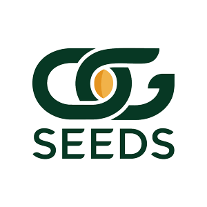 OG Seeds - Get 25% OFF Your First Order of Cannabis Seeds: White Tahoe ...