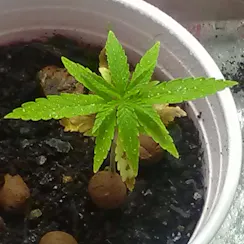 NorthSide Greens logo