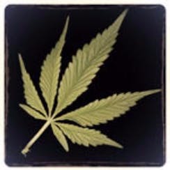 Sustainable Cannabis Certification Consulting logo