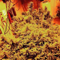 Something Tight logo