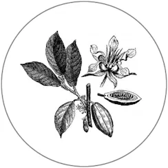 The Green Cacao Company logo