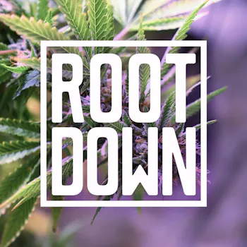 Root Down PR Blunt Future 1.5g