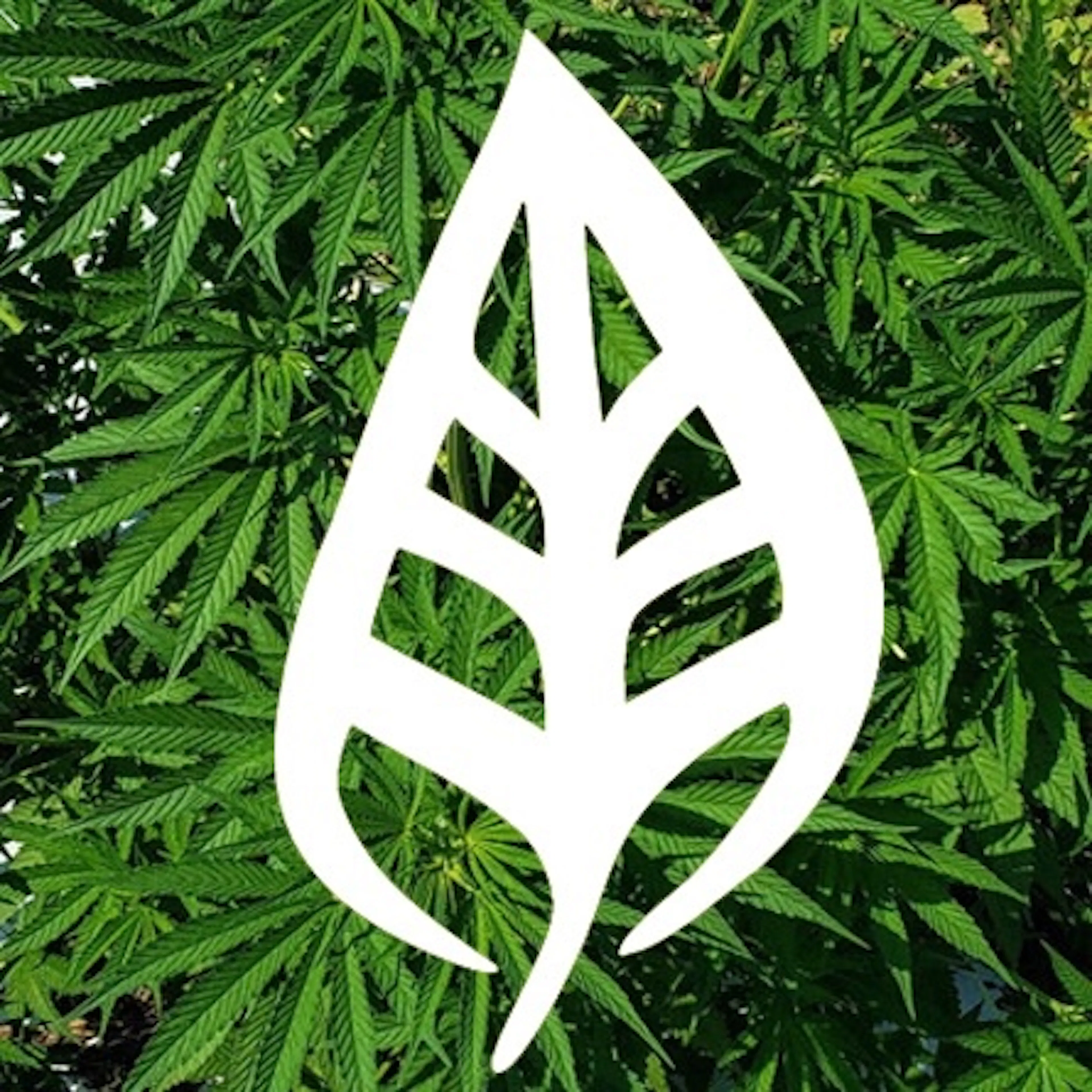 Root Origins (formerly CBD Natural Solutions) logo