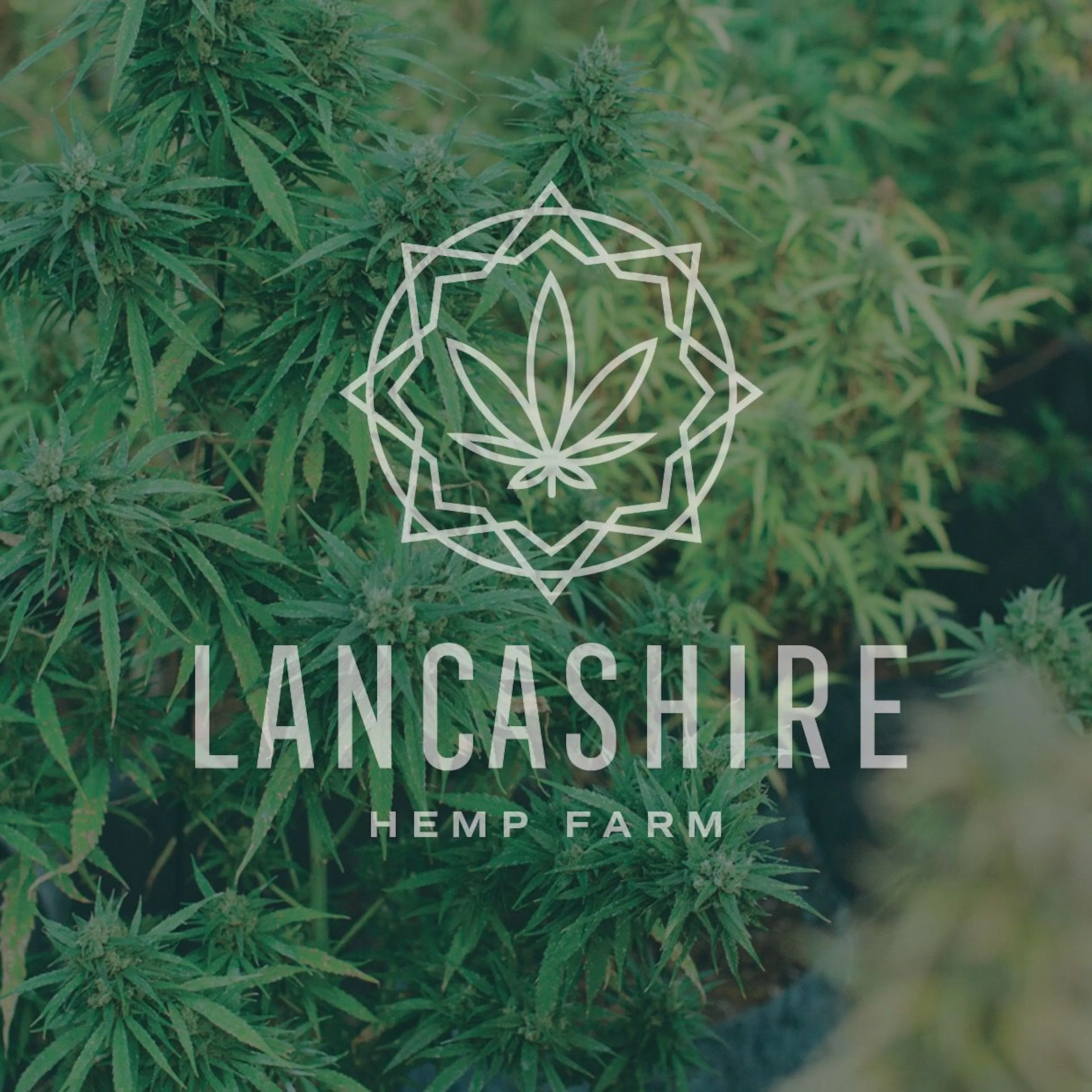 Lancashire Hemp - A trusted source for plant based medicine logo