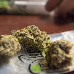 GreenRush - Washington logo