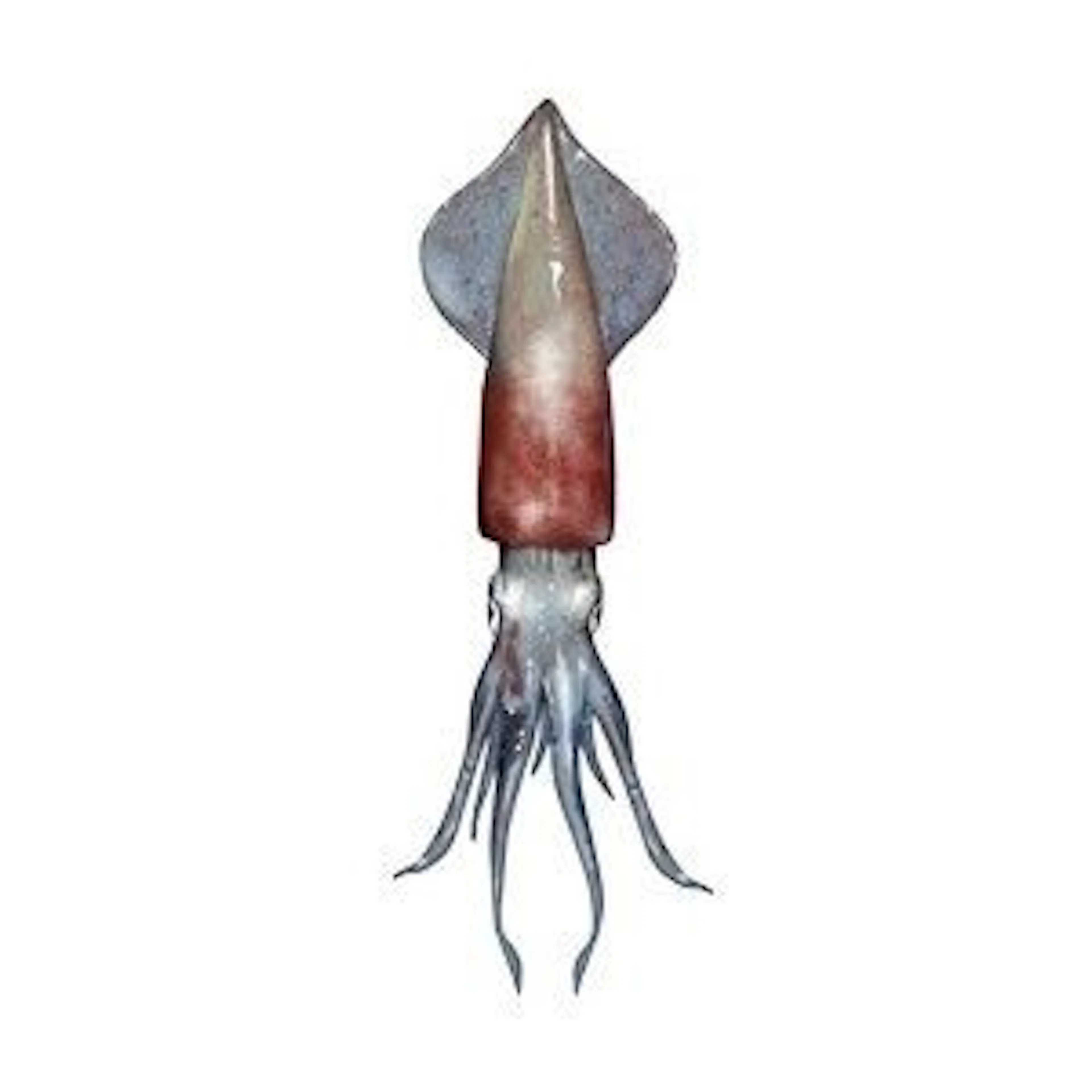 Complete Squid logo