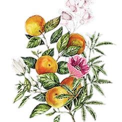 Flora Hemp Spirits logo