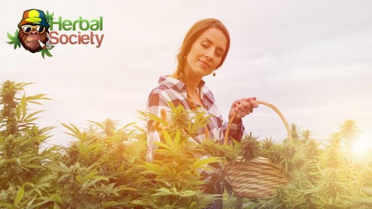 Our extracts such as distillate, RSO, & Isolates originate from Organic Hemp Plants grown in the USA