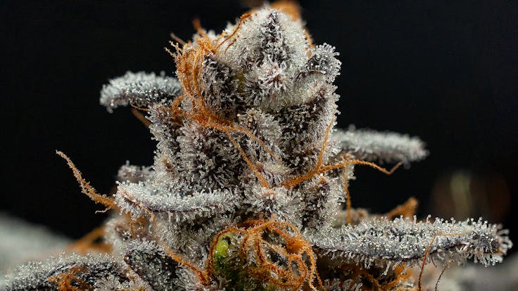 Eleven Roses (macro)