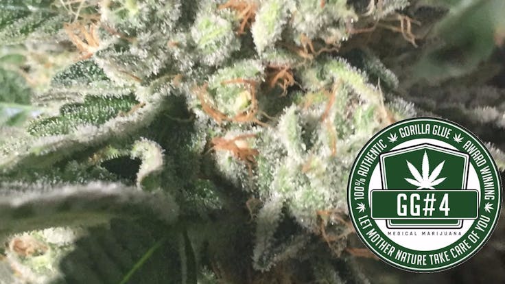 Original Glue (GG4) fka Gorilla Glue 4