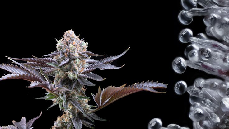 Cherry Pie: Dense buds covered in orange hairs provide a perfectly balanced hybrid.