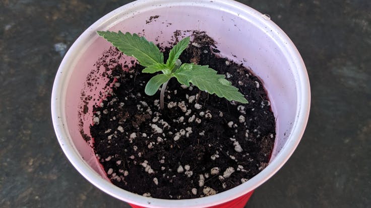 One of our seedlings!