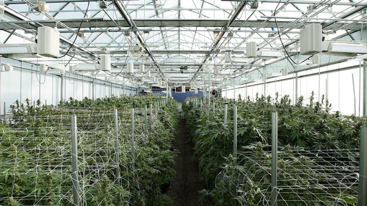 Our greenhouses have full lighting and climate control