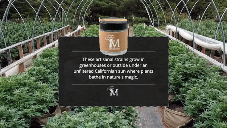 These artisanal strains grow in greenhouses or outside under an unfiltered Californian sun.