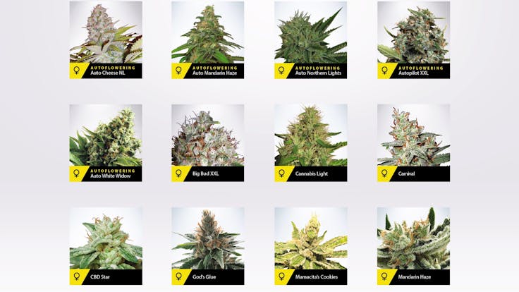2019 Official Strains Catalogue: https://www.ministryofcannabis.com/moc_2019_en.pdf