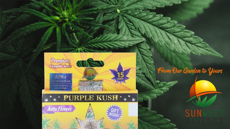 Purple Kush Autoflower Cannabis Seeds