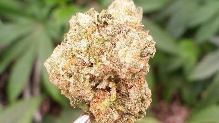 Eugenius GS Cookies Forum - Sativa-dominant, OG Kush x Durban, 24.1% THC, 1.2% CBG, 3.14% Terpenes
