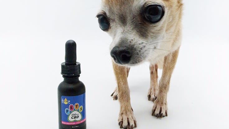Animals have an ECS too! 250 mg Full Spectrum CBD oil.