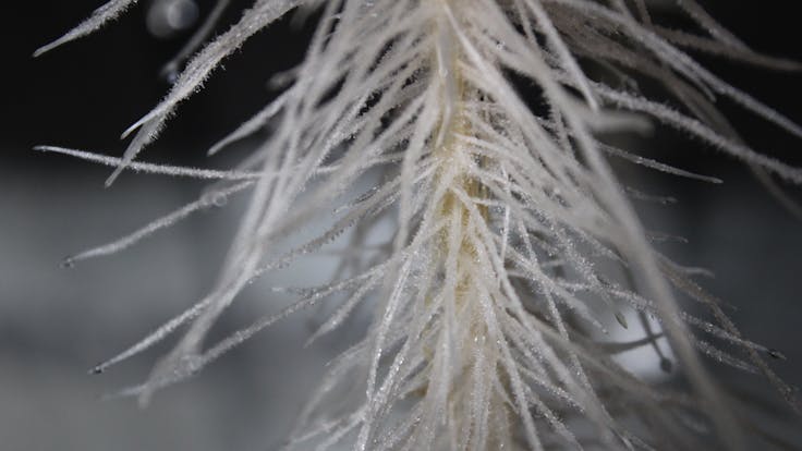 Root fiber from high-pressure aeroponics