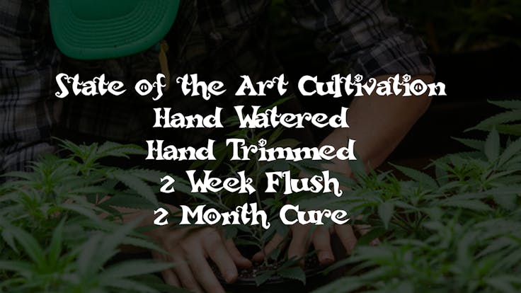 Exceptional care through the entire growing, harvesting & curing process.