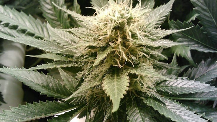 The top Artisanal and Medicinal Cannabis cultivators have standardized on our products.