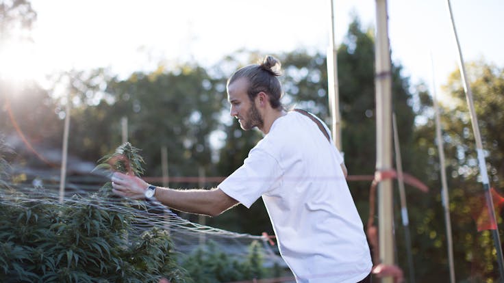 Josh inspecting the Harle Tsu. Yep - looks good. CBD: 11% | THC: 0.30%