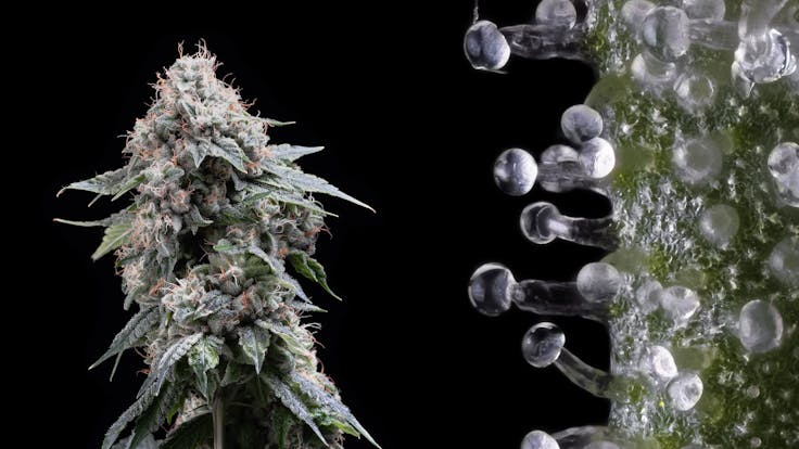 Pura Vida OG: Carries the sweet, piney, lemony, and gassy taste of a legitimate OG strain.