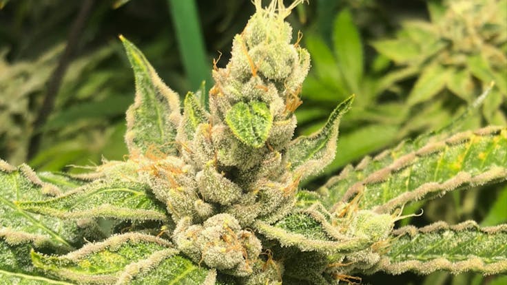 Mamacita's Cookies: with a THC level of 25%, a new gem in our high quality seeds collection.