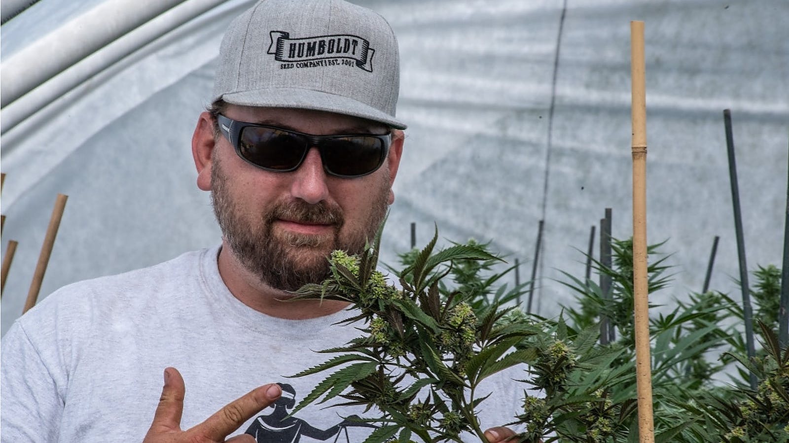 Humboldt Seed Company A Leader in Specialized Strain Development Leafly