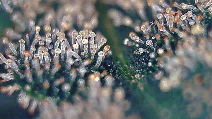 Closeup on some Milky & Amber Trichomes.