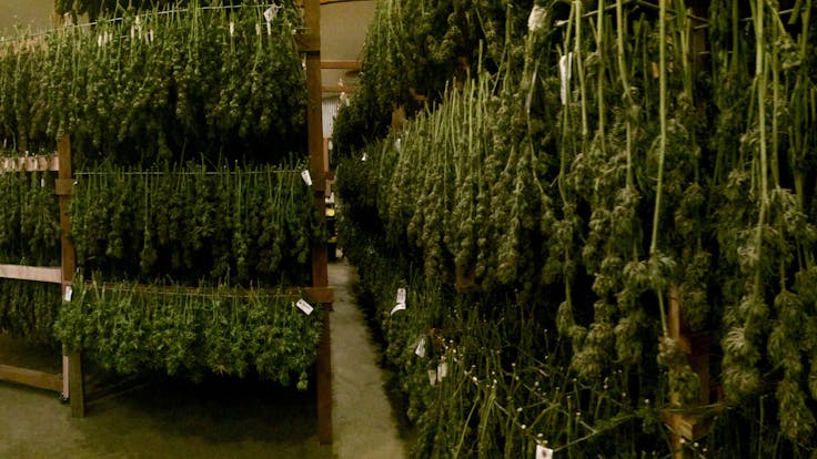 Can you smell this picture from there?