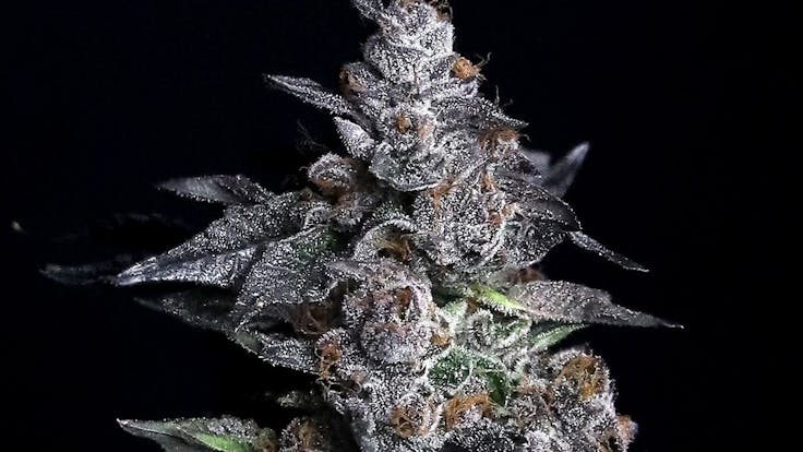 Elev8 Seeds: Apple Candie (Apple Fritter x Runtz)