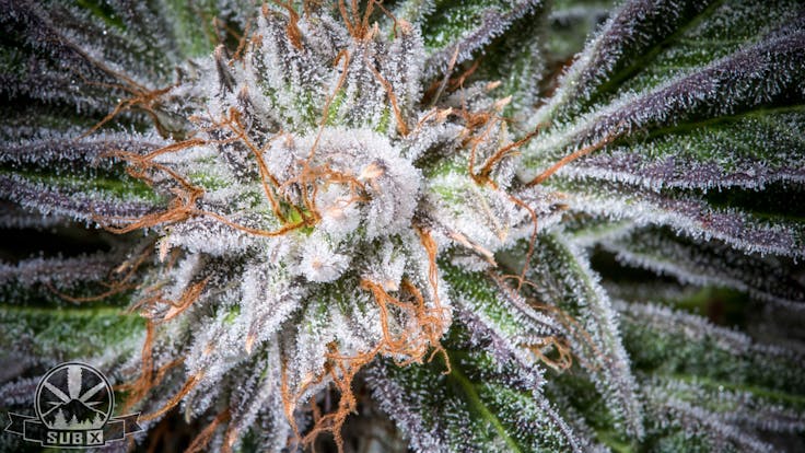 SUBX White Bubba Kush (The White x Pre '98 Bubba Kush)