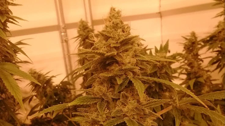 ~ Sea Train~ Sea Train is a powerful CBD, with a 15:1 CBD/THC ratio.