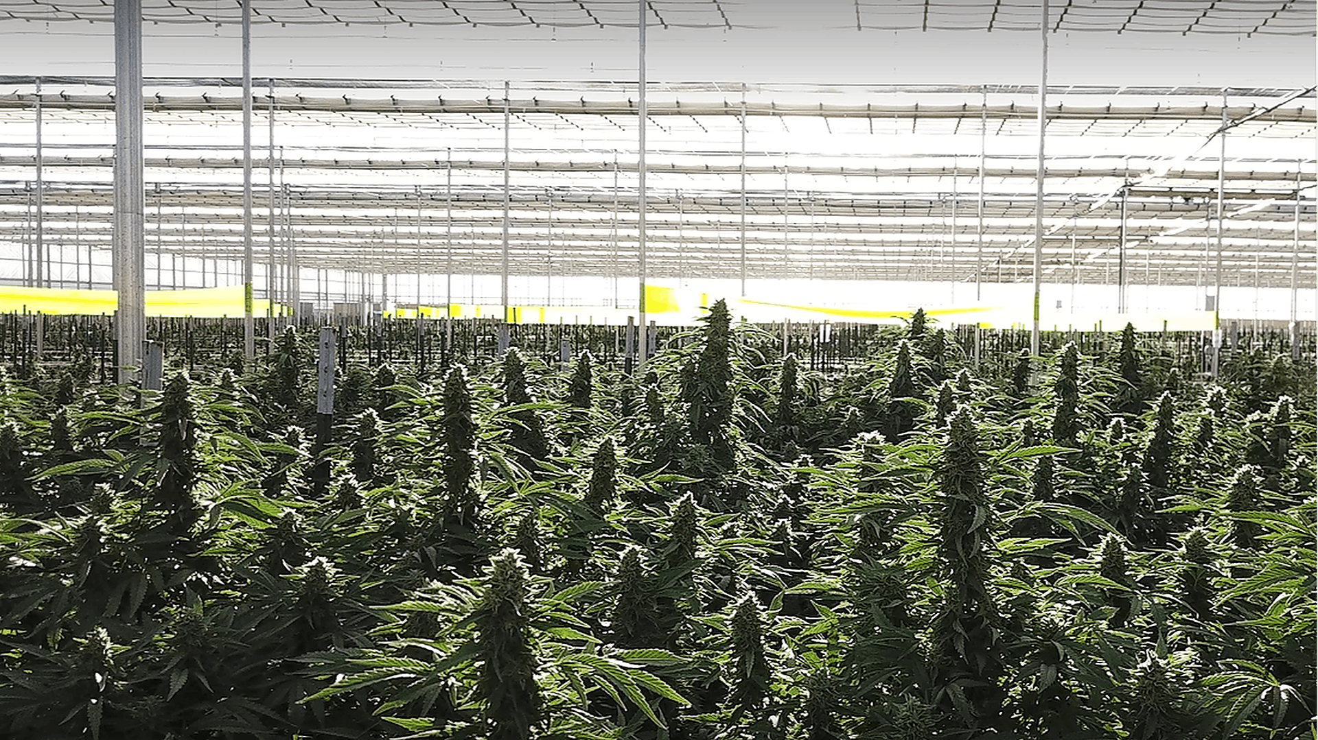 Blossom Farms Experience Sunshine Leafly