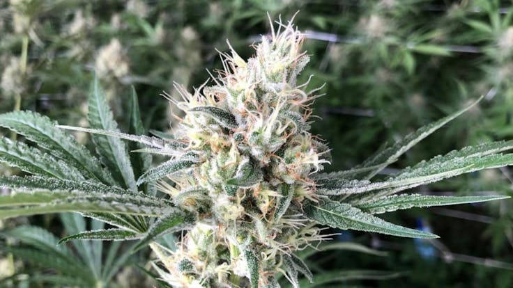 The core of our being is the act of perceiving, and the magic of our being is the act of awareness.