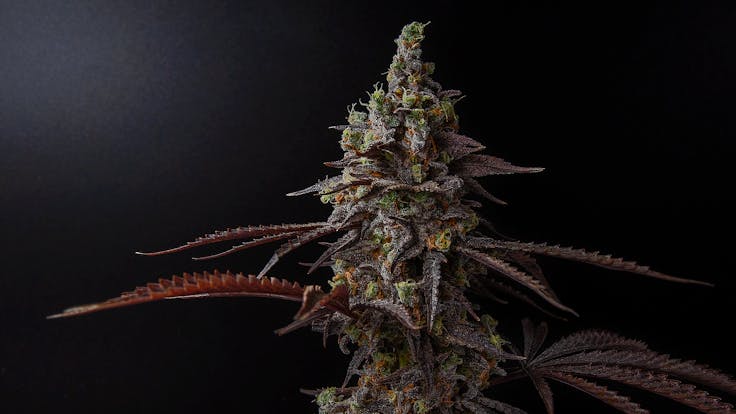 Miracle Alien Cookies