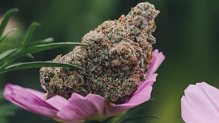 Our growing practices are all natural, our passion lies in cultivating clean cannabis