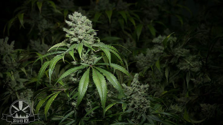 SUBX Hawaiian Dutch (Hawaiian Sativa x Dutch Treat)