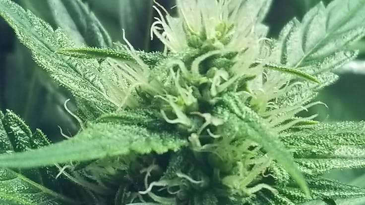 It seems as if we have been hit by a hard frost over night. Our girls are really starting to shine!