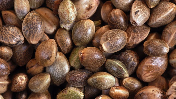 With premium cannabis seeds, you can grow natural medicine in the comfort of your own home