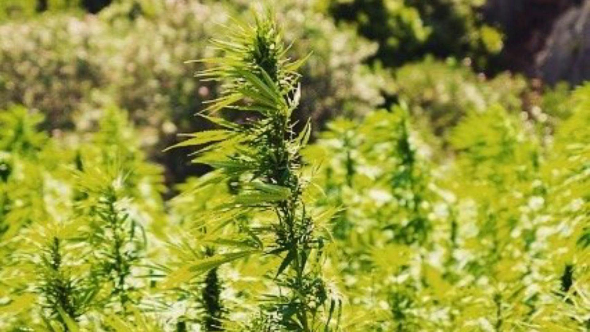 Health Naturally Our Hemp has been growing for 300 years. Leafly