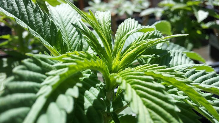 You, too, can become an Artisanal and Medicinal cultivator success. Get started today!