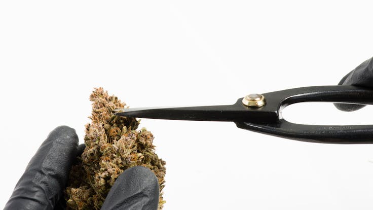 Handled with care from seed to shelf to ensure ideal moisture level and protect mono-terpenes.