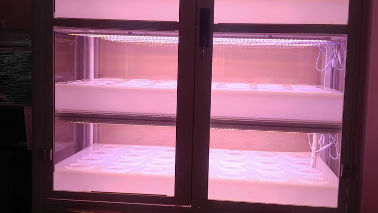 C2001-CC, Indoor Hydroponic Cloning/Vegging Chamber