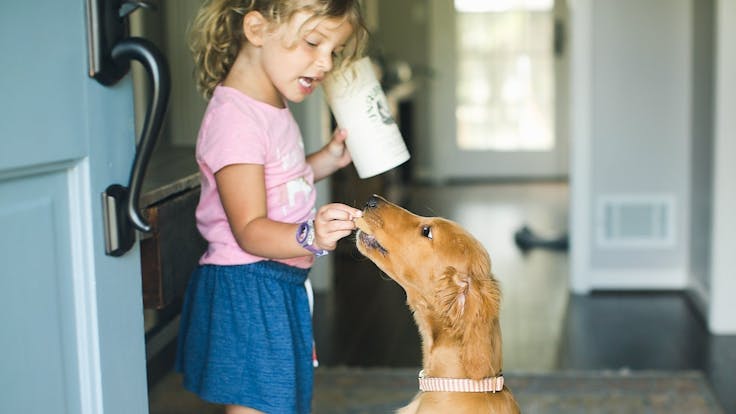 Shop our pet care products, Unruffled CBD-infused dog bites and pet oil.