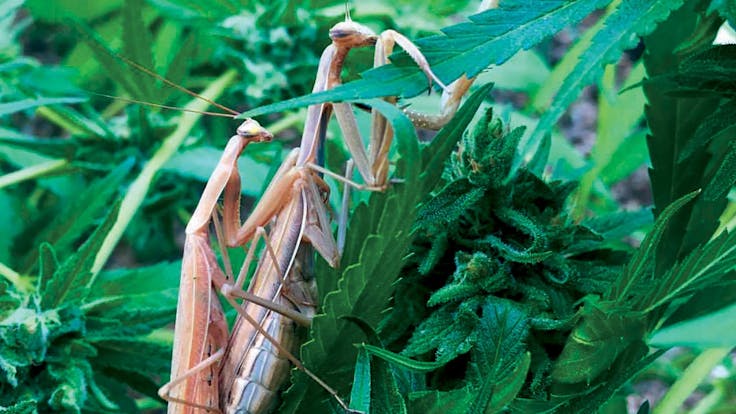 Mating Season On The Farm