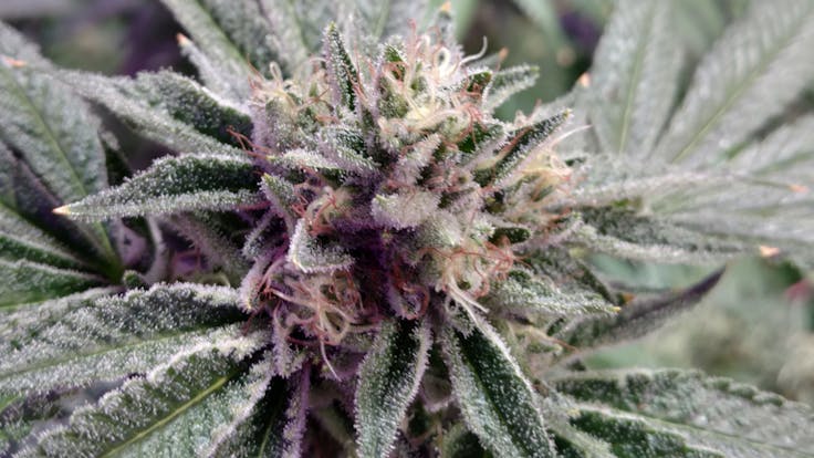 BLACKBERRY CREAM, indica hybrid. Flower