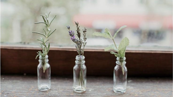 Organic, Sustainably Sourced Essential Oils